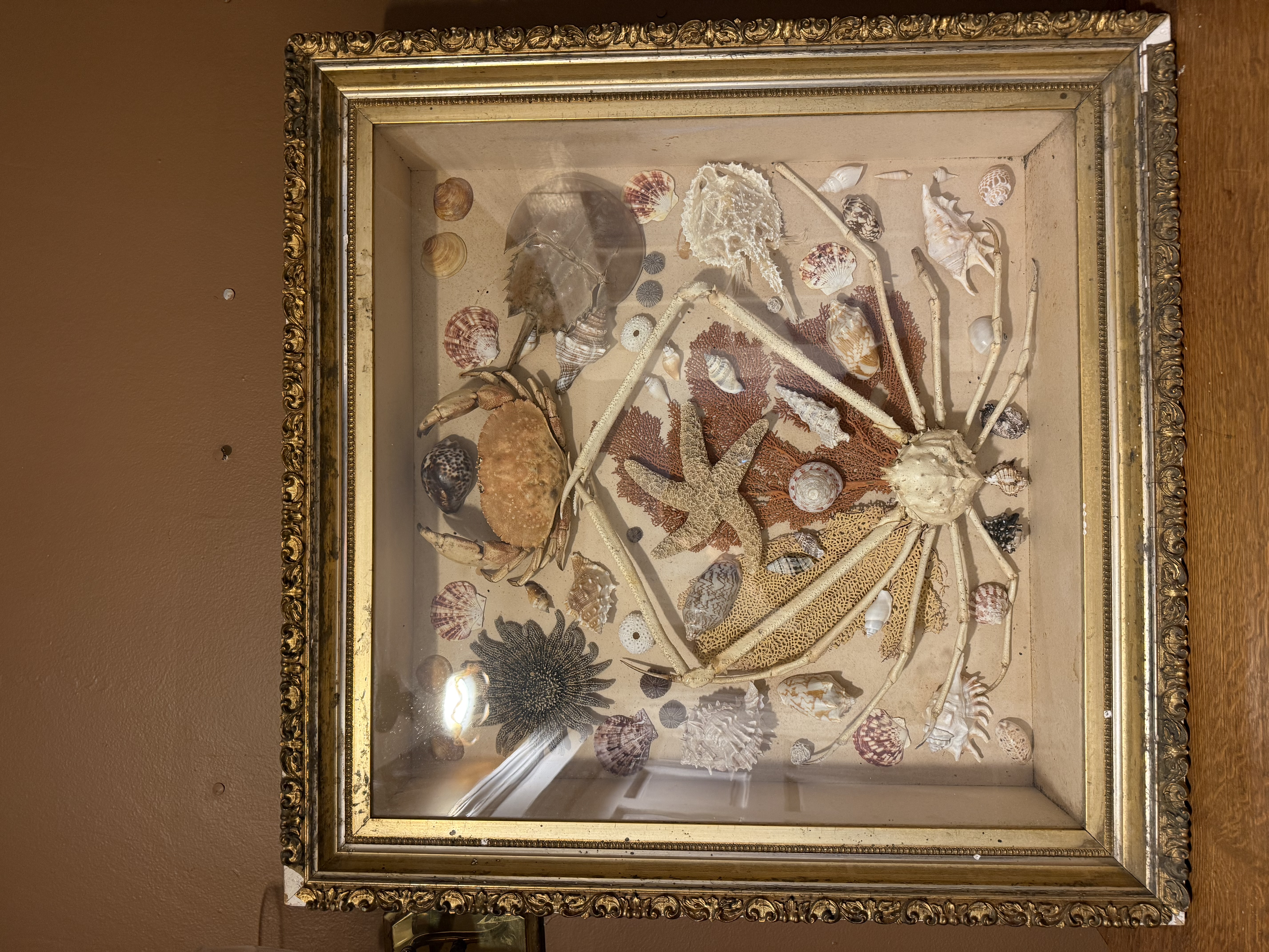 Framed Marine Specimen Shadow Box